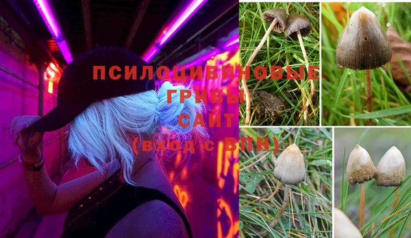 каннабис Новозыбков